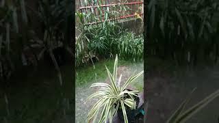 heavy rain in my place bohol