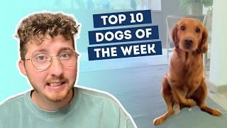 The Dogs Got a Little Wild | Top 10 Dogs of the Week!