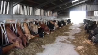 Aberdeen Angus and Blue cattle at Ingsay Farm ,Orkney, Scotland