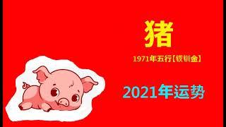 生肖猪，2021年牛年運势解析