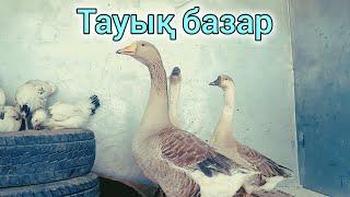 Қызылорда тауық базары, жануарлар бағасы. 07.07.2024.