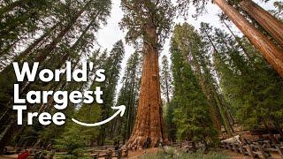 California's Giant Wonders: 10 Places to See Big Trees in the Golden State