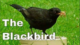 The Common Blackbird (Turdus merula)