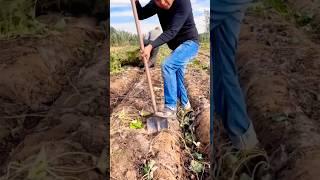 Tuber harvesting  #agriculture