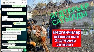 ЯГДТЕРЬЕР САТЫЛЫП ЖАТАТ. Абдан мыкты#итбазар #тоокбазар #малбазар #охотарыбалка