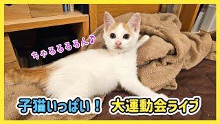 【にこりら】お膝猫だよ！全員集合～