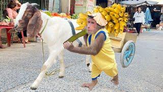 Cutis Farmer Takes Goat Go Harvest Big Bunch Of Bananas At farm Go Market Sell