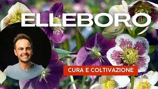  Scopri il segreto per un giardino fiorito anche in inverno!   Elleboro cura e coltivazione.