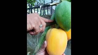 #Gardening Papaya Harvesting