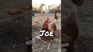 Joe, Joey, Joseph come get  your lady! #joe #joey #joseph #rooster #chickens #comedy #animals