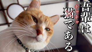 犬のような猫｜Cat Like a Dog