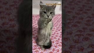 The Cat's Gut-Busting Reactions