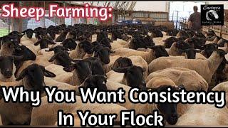 Sheep Farming: Why You Want Consistency In Your Flock/July 24, 2022