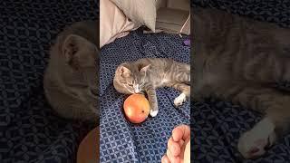 Kitten's funny reaction to a Mangoe