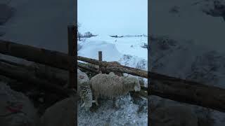 как живут наши бараны