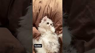  #shortvideo #funny #funnypetschannel #catvideos #cat #petschannel #yourcat