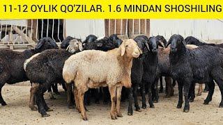 1.6 MINDAN HAM QO'ZILAR KELDI DILSHOD AKADAN