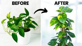 Grow Your Pothos 3x FASTER