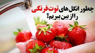 انگل های توت فرنگی چگونه از بین می روند؟