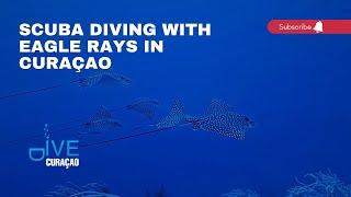 Scuba Diving with Eagle Rays at Eastpoint Curaçao | An Unforgettable Encounter