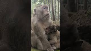 #monkey #shorts