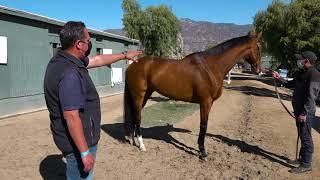 Horse trainer Phil D' Amato talks about a Thoroughbreds overall conformation.