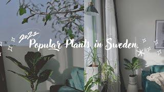 北歐網美都有的植物｜北歐風綠植｜2022瑞典觀葉植物｜Nordic-style plants.｜Popular houseplants in Scandinavia.｜Eng Sub