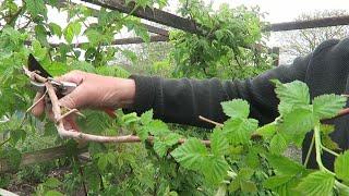 Trimmed Raspberries, And Took Hardwood Cuttings.