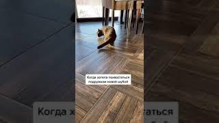 Какая красивая шуба! #смешныеживотные #приколы