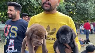 Wholesale Dog Market At Panchkula KCI Dog Show 14-11-2021