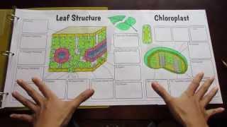 Big Leaf and Chloroplast Foldable by Tangstar Science