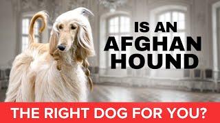 Afghan Hound: agile, independent and intelligent.