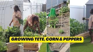 Vlog - Nigerian Garden Update - Corn, Tete, Peppers