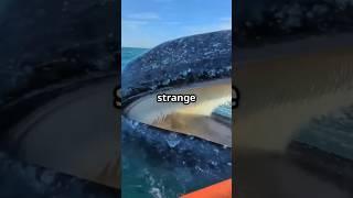 What’s Inside a Whale’s Mouth Will Surprise You! 