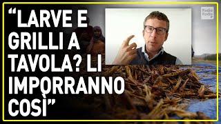 LA FINE DELLA NOSTRA CUCINA NON È REMOTA ▷ "ECCO COME IMPORRANNO LARVE E GRILLI A TAVOLA"