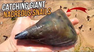 Catching Sea Creatures: A Giant Nacreous Snail and Hairy Clam at Low Tide