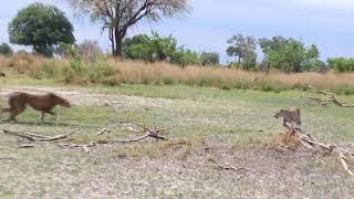 Cheetah Vs Leopard