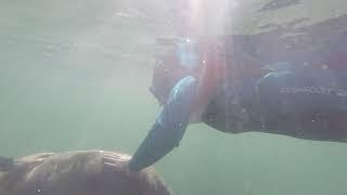 Swimming with the manatees