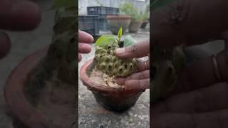 How to grow ￼atta fruit for terrace garden🪴🪴#nature #subscribe #shortsfeed #garden #shorts #short