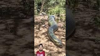 Big Anaconda Chase - PART 1  #shorts #snake #snakesgame