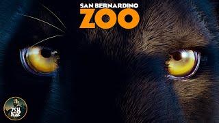 Building a Jaguar Dome in Franchise Mode! | San Bernardino Zoo | Planet Zoo