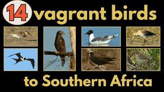 14 VAGRANT BIRDS (rarities) to the Southern African region