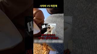 사이비 VS 미친개
