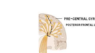 Pyramidal Tract