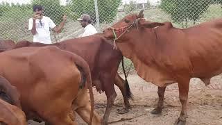 RED SINDHI COW || RED GOLD OF SINDH || LIVESTOCK INFORMATION BY MUHAMMAD ALI