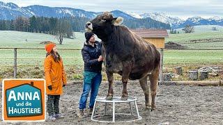 Ein Tag beim Kuhflüsterer | Information für Kinder | Anna und die Haustiere | Spezial