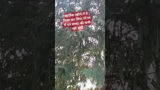 कार्तिक महीने में ये नियम बना लिया तो#धन संपदा की कमी नहीं होगी #कार्तिकमास #short #viral #