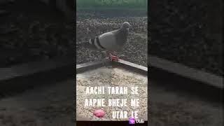 Vs Greater saloni video Fancy Pigeon Loft | World Unique Amazing Pigeons Video | Fancy Pigeon Breeds