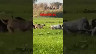 Pig Hunting with dog's in Pakistan#shortsvideo