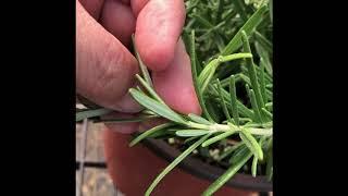 Rosmarinus officinalis